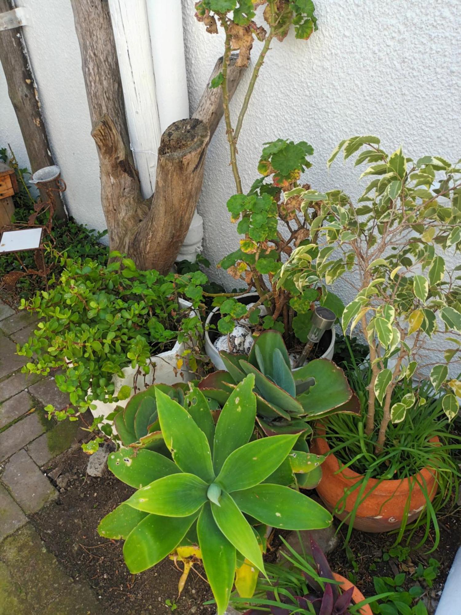 Self Catering Unit 7, Sandbaai 赫曼努斯 客房 照片